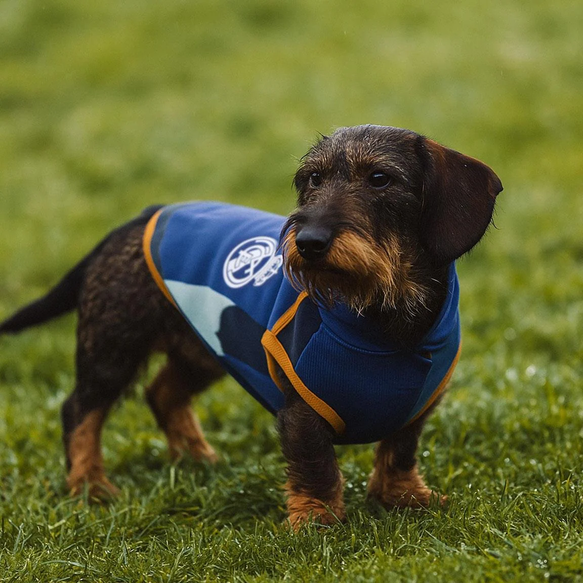 Jersey Polar Perro Azul - Image 3